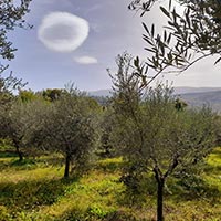 Olivenernte in den Abruzzen