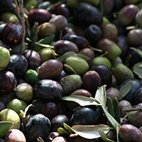 Olivenernte in den Abruzzen